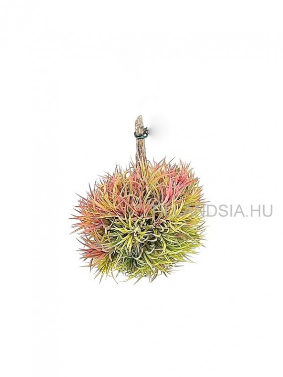 Tillandsia ionantha gömb 1