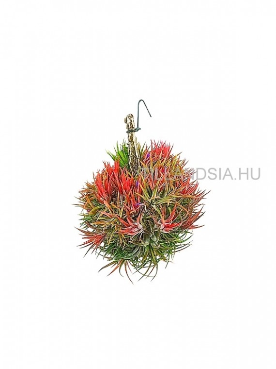 Tillandsia ionantha gömb 2