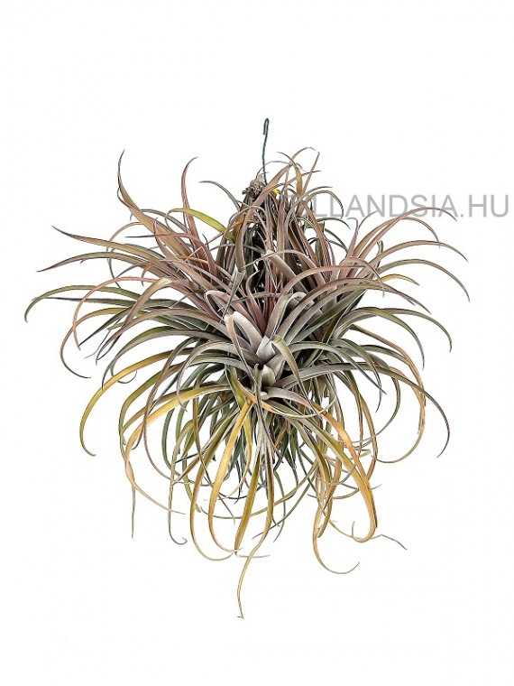 Tillandsia capitata telep
