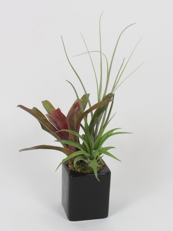 Tillandsia ,bromelia kompozició kerámiában