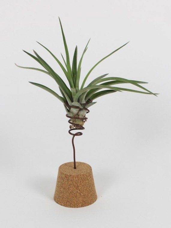 Tillandsia parafadugóval 02.