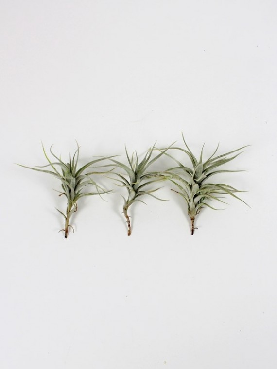 Tillandsia albida  3 db egy csomagban  Akció !