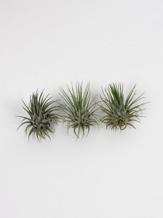 Tillandsia ionantha 3 db egy csomagban  Akció !