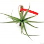 Tillandsia aeranthos- szilfán