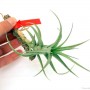 Tillandsia aeranthos- szilfán