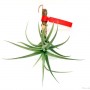Tillandsia aeranthos- szilfán