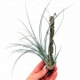 Tillandsia juncea