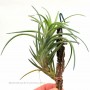 Tillandsia neglecta