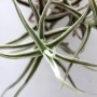Tillandsia paleacea- szilfán