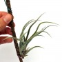Tillandsia pruinosa- szilfán