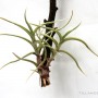 Tillandsia retorta- szilfán