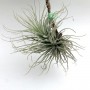 Tillandsia tectorum