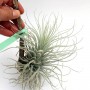 Tillandsia tectorum