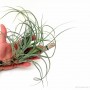 Tillandsia baileyi 01.