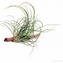 Tillandsia baileyi 01.