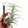 Tillandsia albida 02.