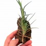 Tillandsia albertiana 01.