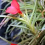 Tillandsia albertiana 01.