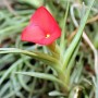 Tillandsia albertiana 01.