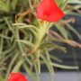 Tillandsia albertiana 01.