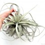 Tillandsia xerographica 02.