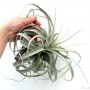 Tillandsia xerographica 02.