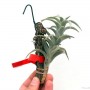 Tillandsia edithae