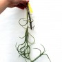 Tillandsia intermedia 01.