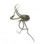 Tillandsia bulbosa - kötözetlen