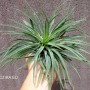 Tillandsia geminiflora XL