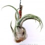 Tillandsia seleriana XL
