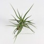Tillandsia diaguitensis