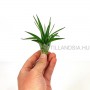 Tillandsia brachycaulos - kötözetlen