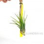 Tillandsia scaposa