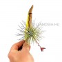 Tillandsia argentea