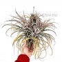 Tillandsia capitata telep
