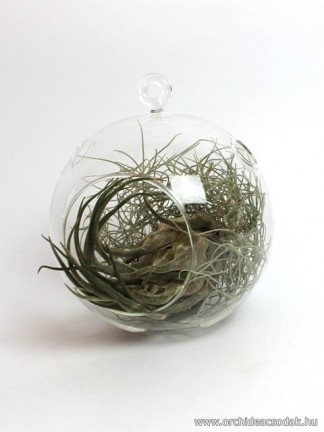 Tillandsia seleriana in glass globe