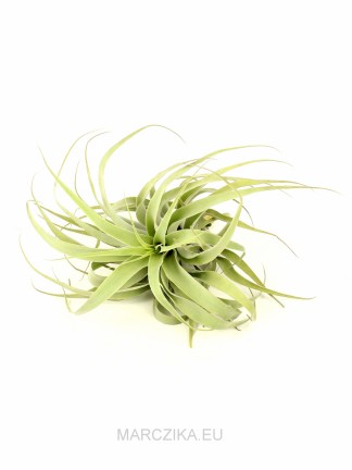 Tillandsia cacticola long form green XL