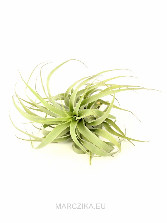 Tillandsia cacticola long form green XL