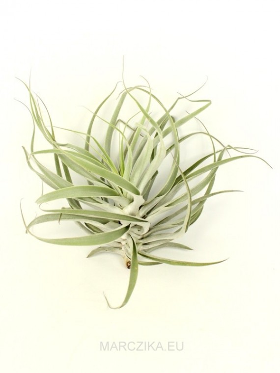Tillandsia cacticola thin leaf silver XL
