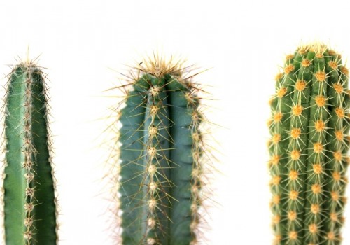 Mit szólnátok egy menő kaktuszkiállításhoz?
