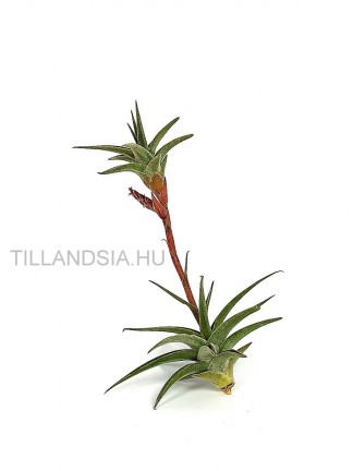 Tillandsia latifolia var. latifolia (N4)