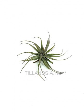 Tillandsia latifolia var. latifolia (N6)