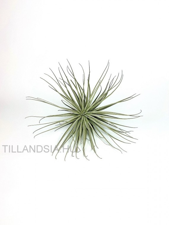 Tillandsia tectorum Wide Leaf Form