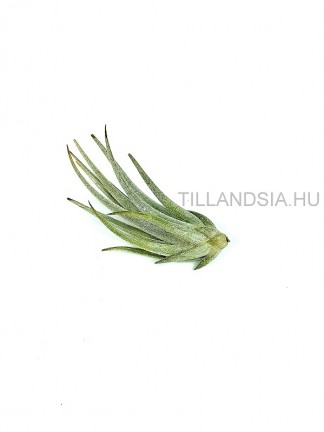 Tillandsia mitlaensis