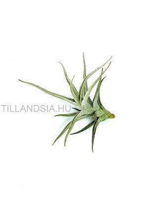 Tillandsia mitlaensis var. tulensis