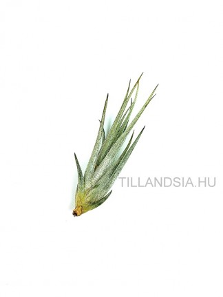 Tillandsia pueblensis