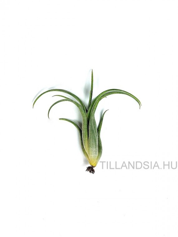 Tillandsia paucifolia