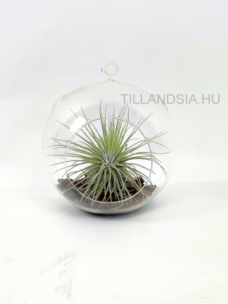 Tillandsia magnusiana in glass ball