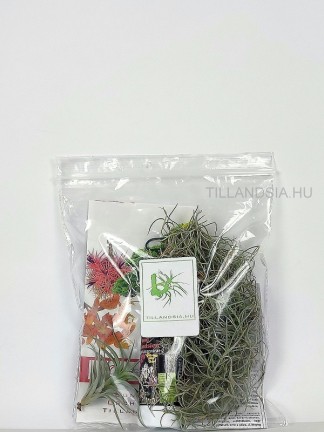 Ephiphyte pack 03. -  2 pcs with tillandsia and nutrient solution